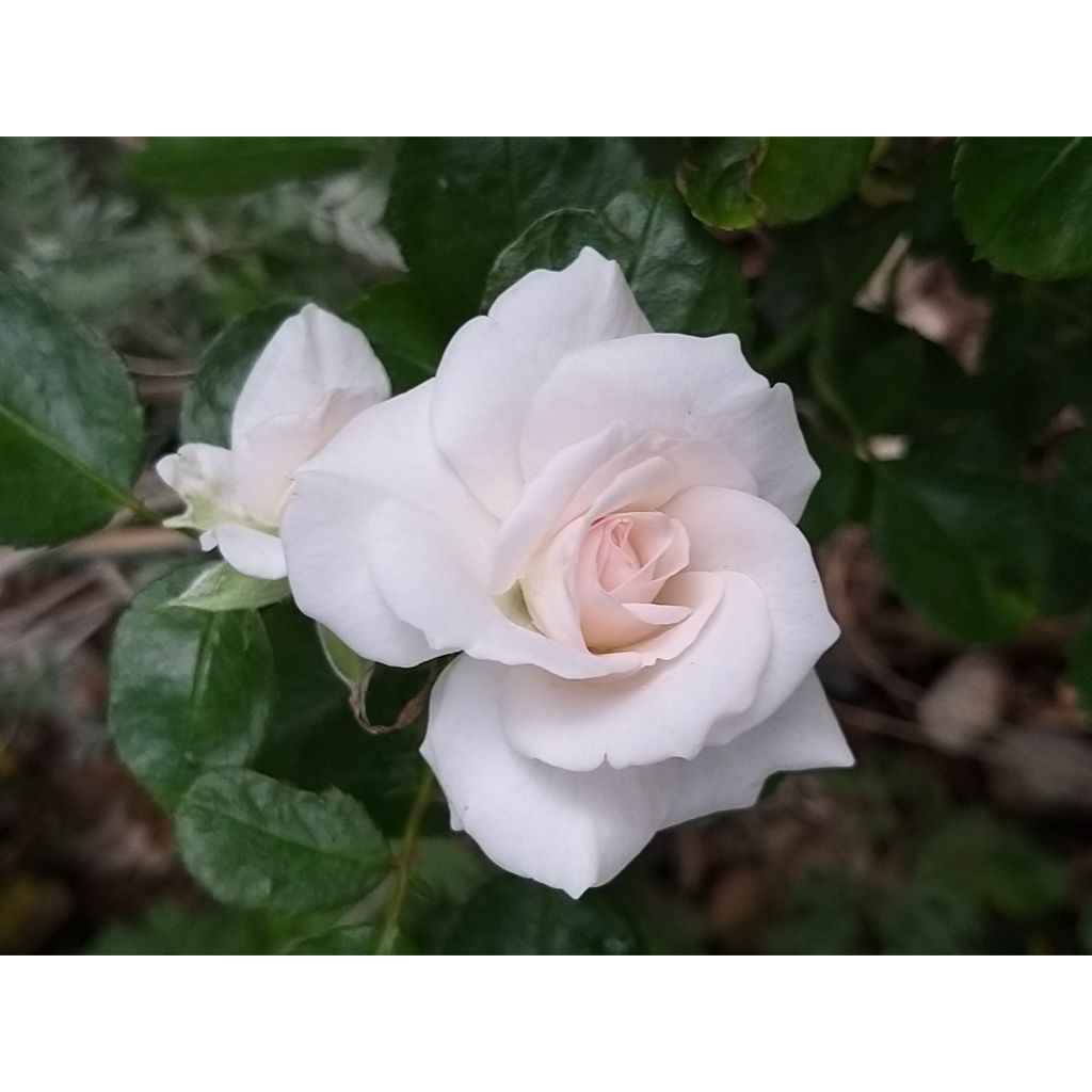 Rosa Aspirin Rose - Bodembedekkende roos