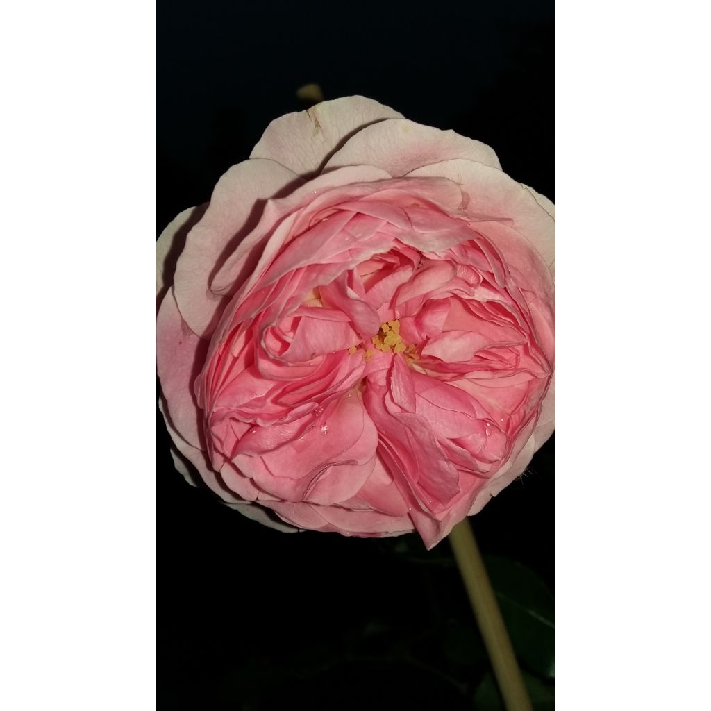 Rosa Larissa - Bodembedekkende roos