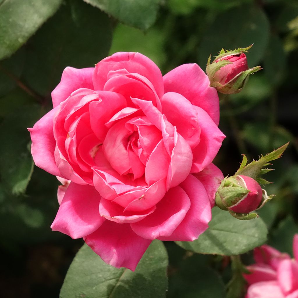 Rosa Pink Double Knock Out - Bodembedekkende roos