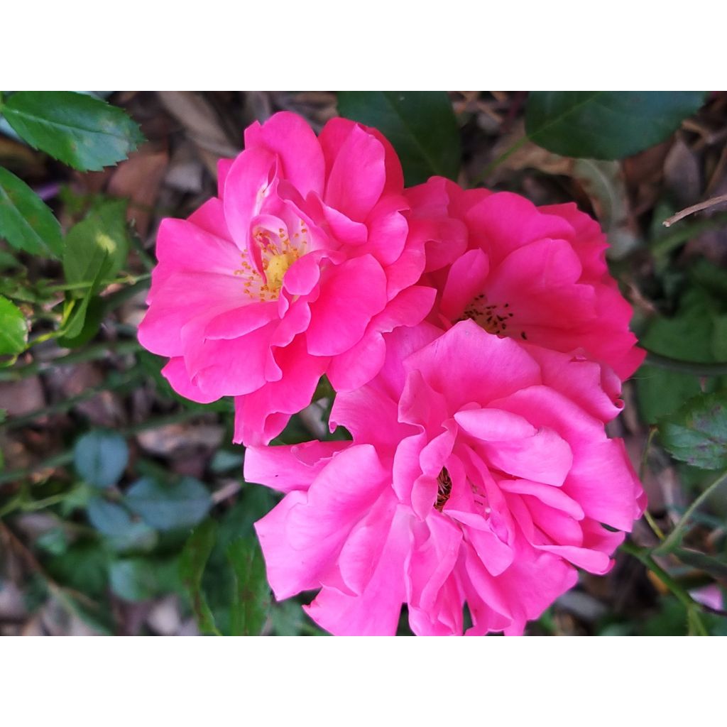 Rosa Bad Birnbach - Bodembedekkende roos