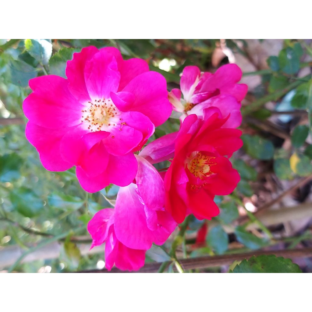 Rosa Neon - Bodembedekkende roos