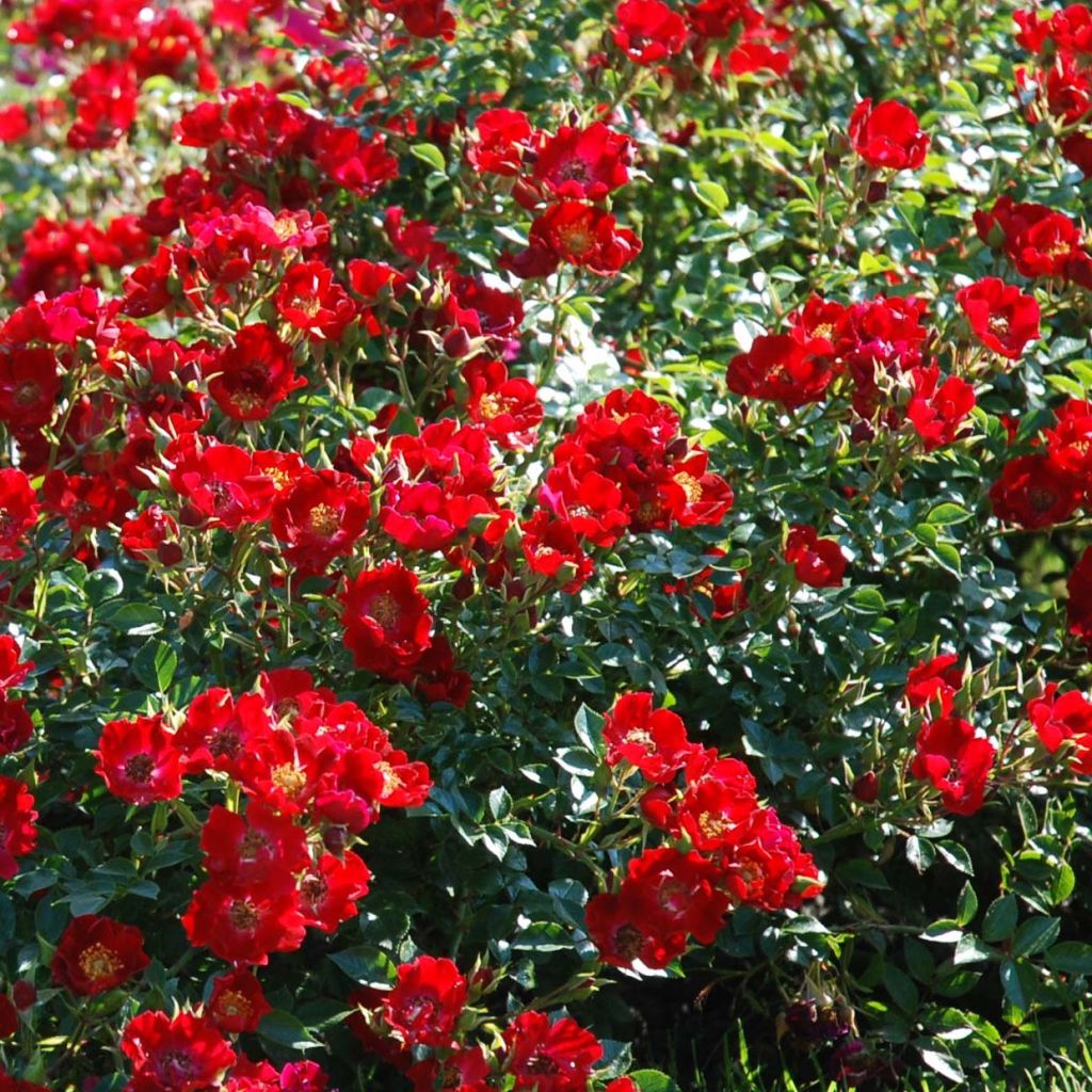 Rosa Rouge Cascade - Bodembedekkende roos
