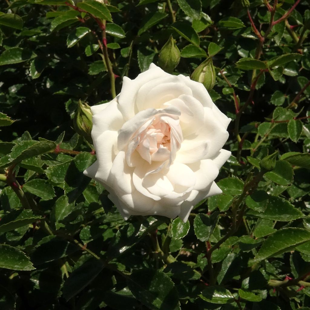 Rosa Sea Foam - Bodembedekkende roos