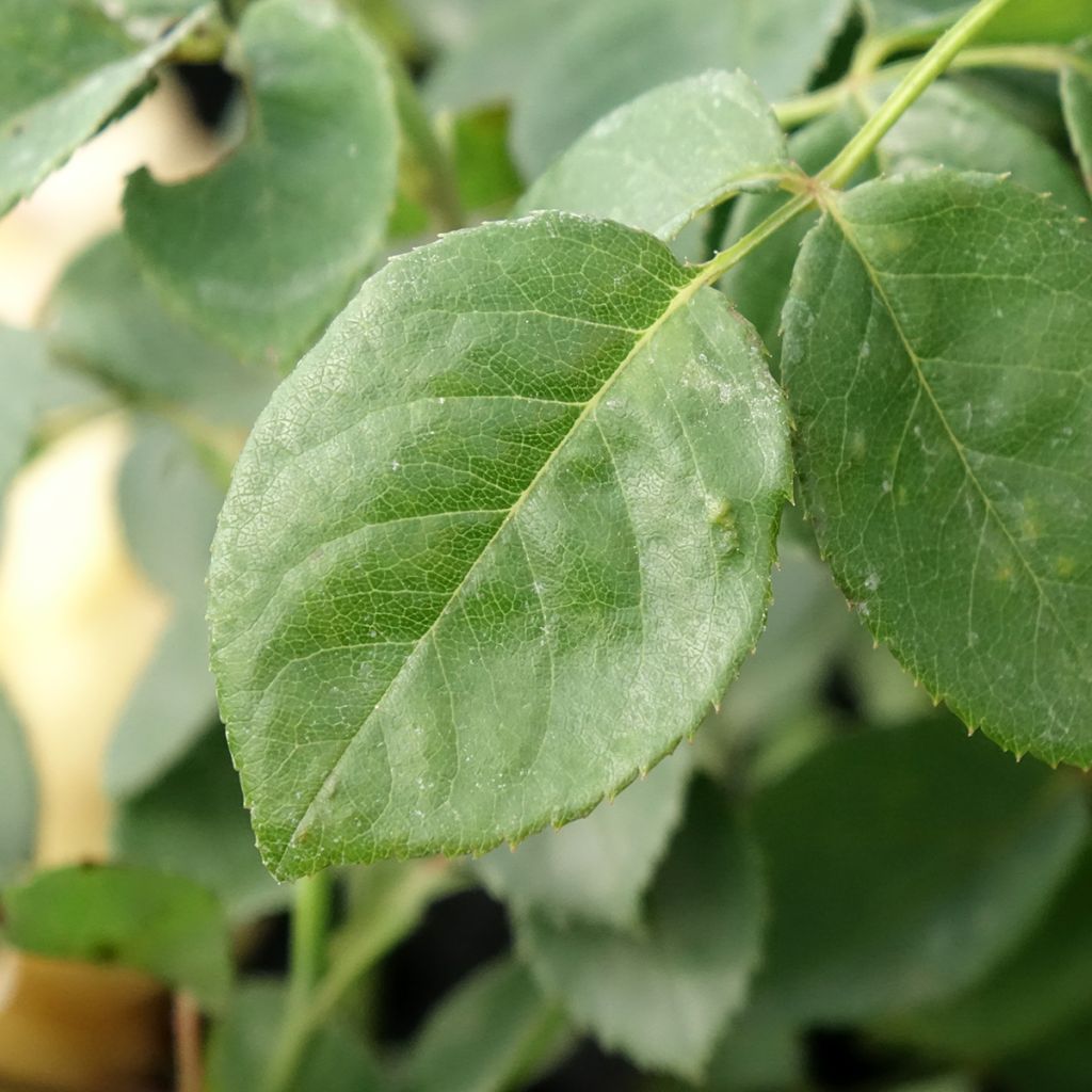 Rosa Bring Me Sunshine - David Austinroos