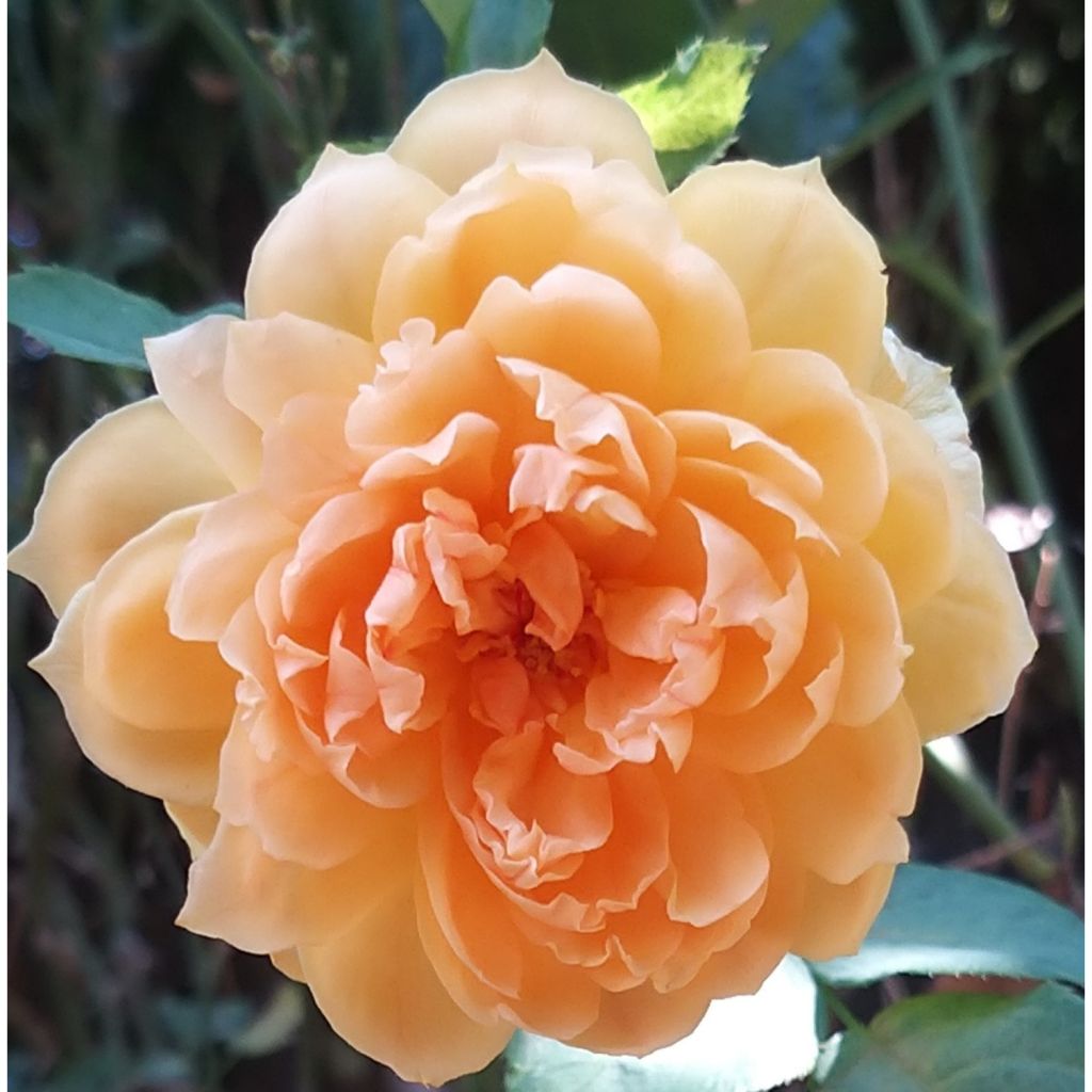 Rosa Carolyn Knight - David Austinroos