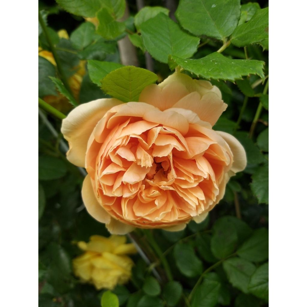 Rosa Carolyn Knight - David Austinroos