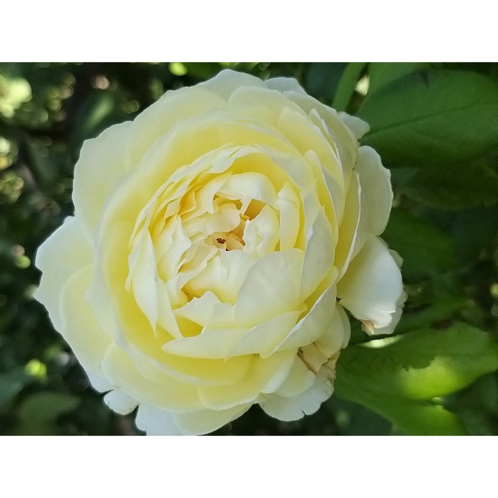 Rosa Claire Austin - David Austinroos