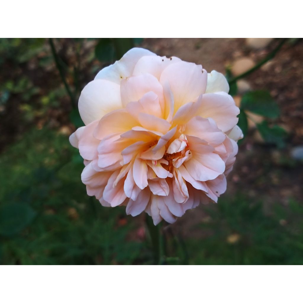 Rosa Dame Judi Dench - David Austinroos