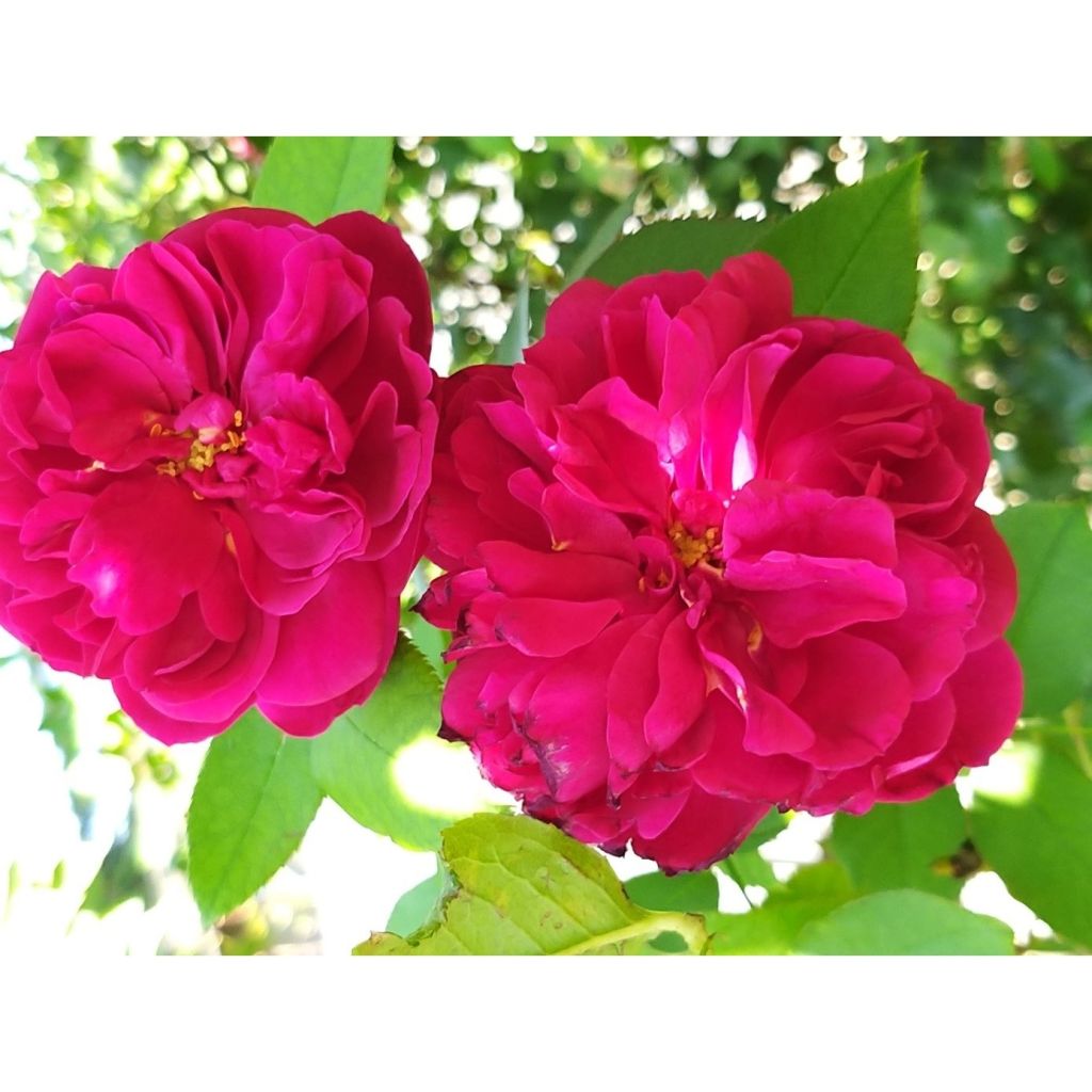 Rosa Darcey Bussell - David Austinroos