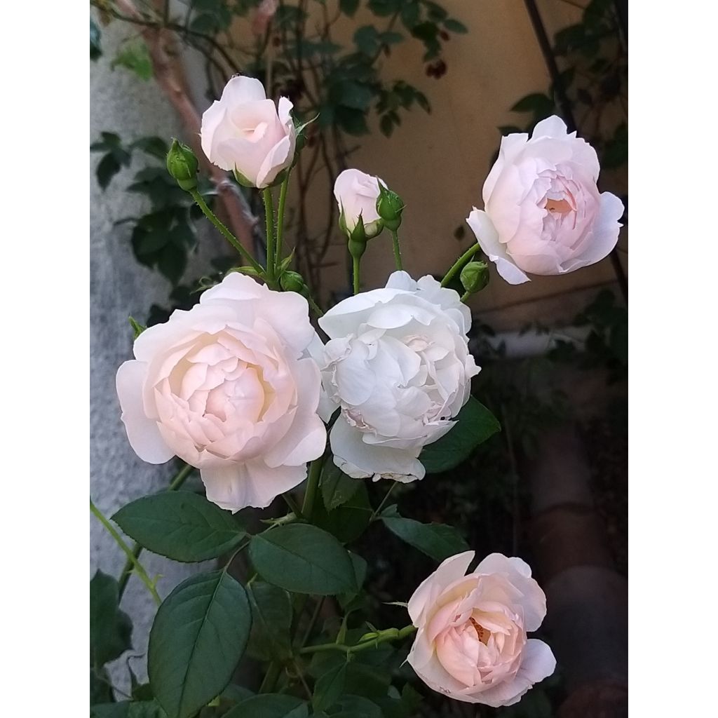 Rosa Desdemona - David Austinroos