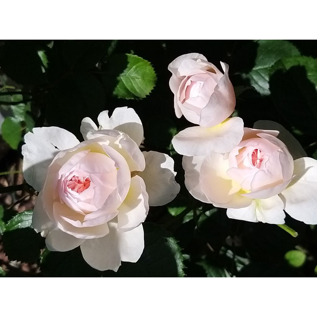 Rosa Emily Brontë - David Austinroos