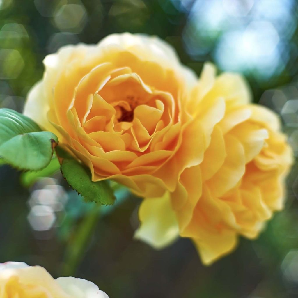 Rosa Graham Thomas - David Austinroos