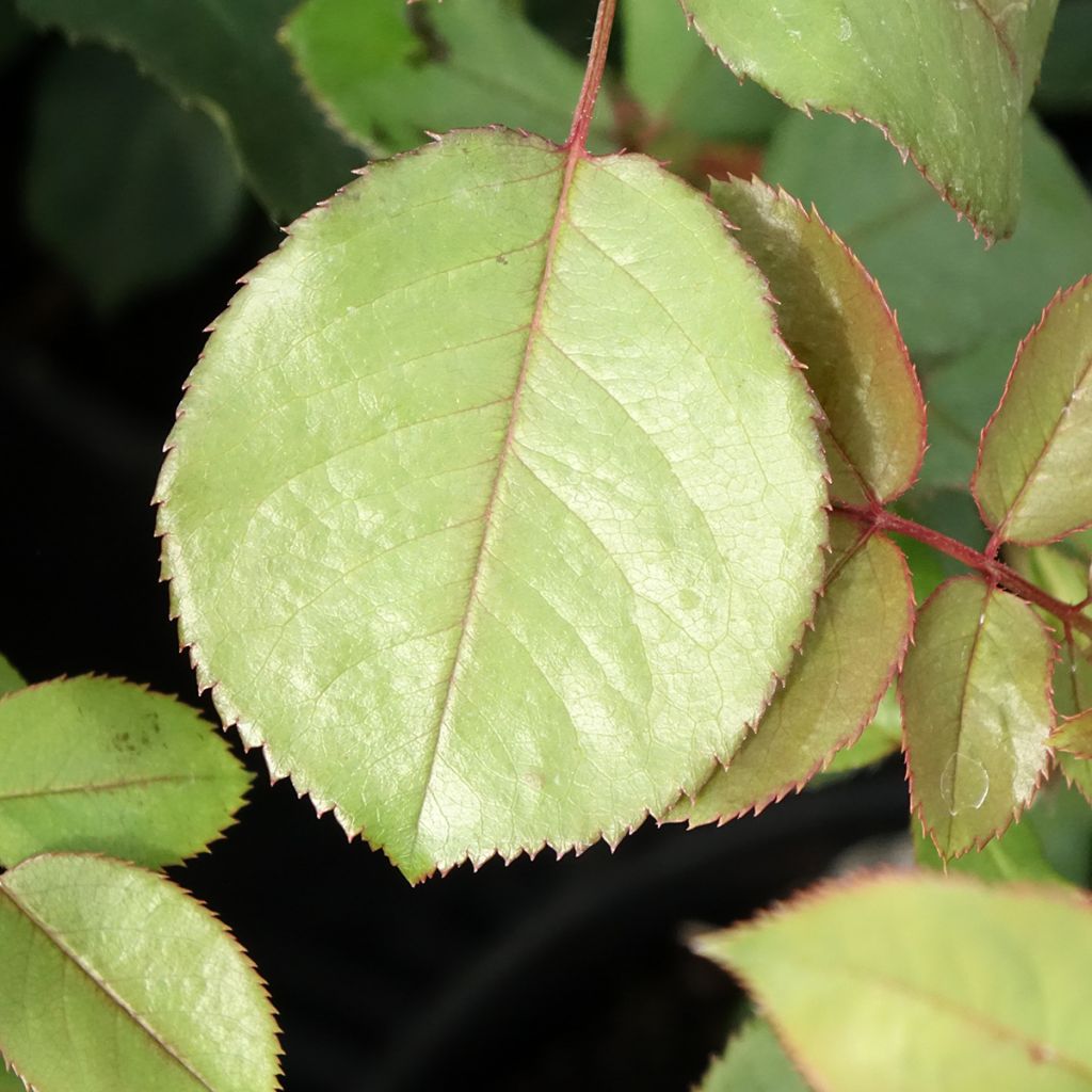 Rosa James Galway - David Austinroos