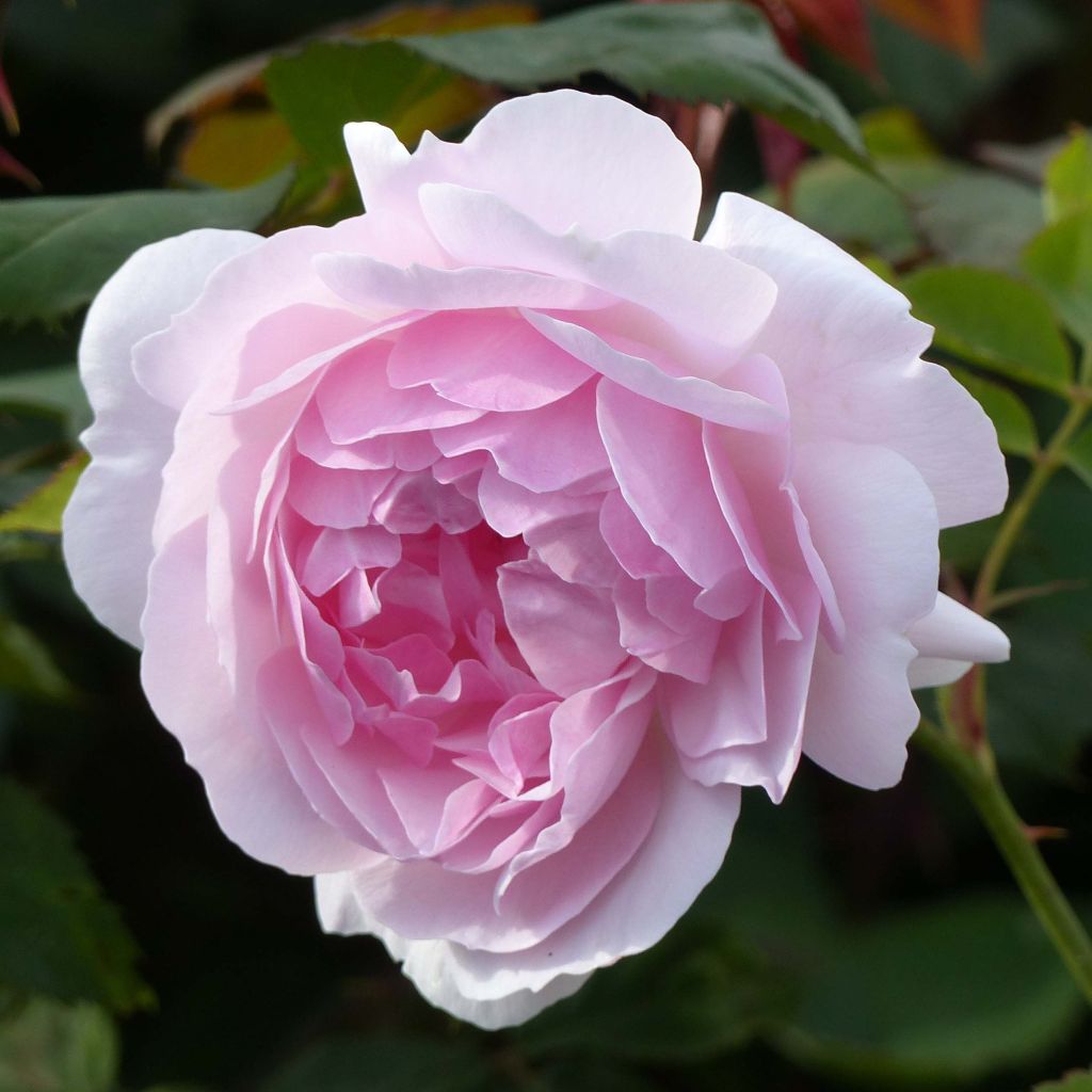 Rosa Lady Salisbury - David Austinroos