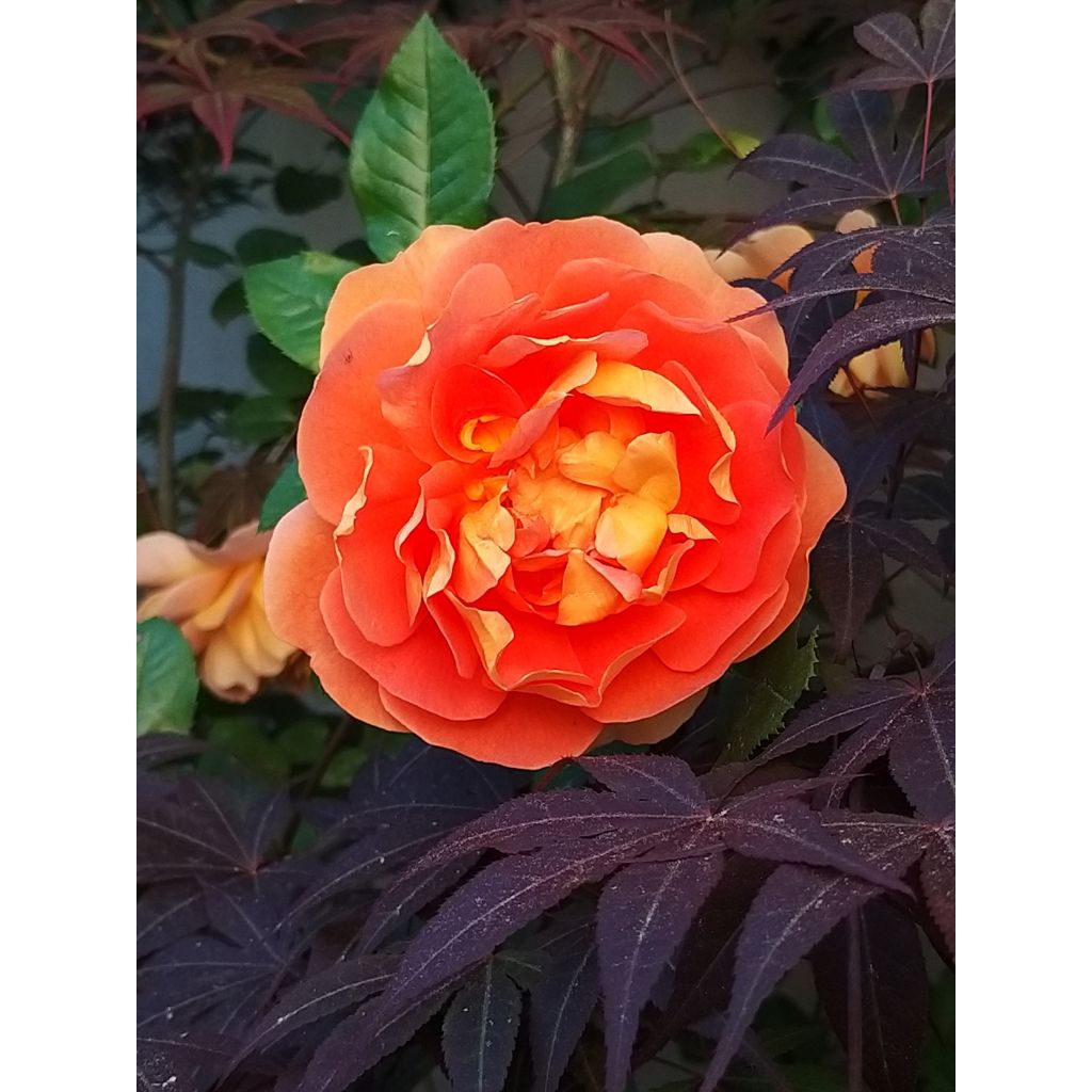 Rosa Pat Austin - David Austinroos