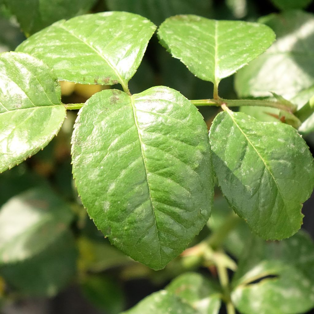 Rosa Strawberry Hill - David Austinroos