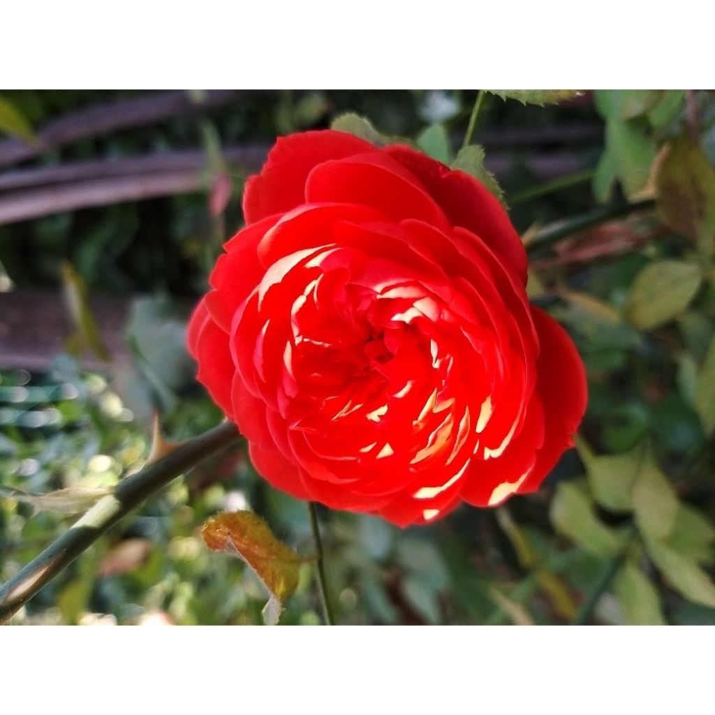 Rosa Summer Song - David Austinroos