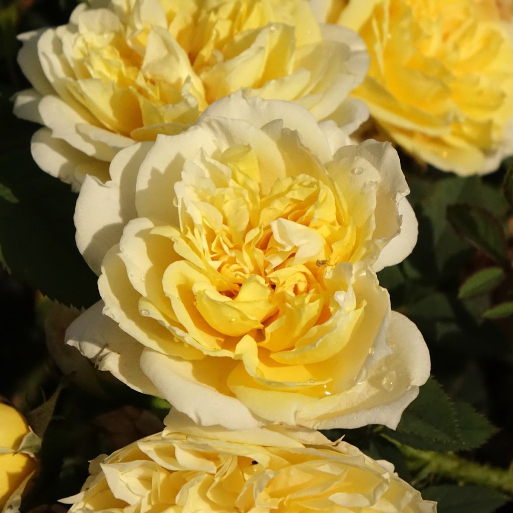 Rosa The Country Parson - David Austinroos