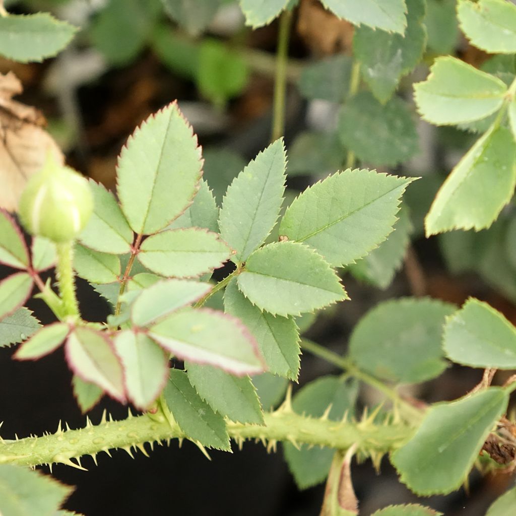 Rosa The Country Parson - David Austinroos