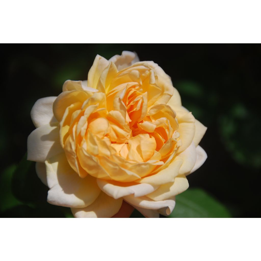 Rosa The Lady Gardener - David Austinroos