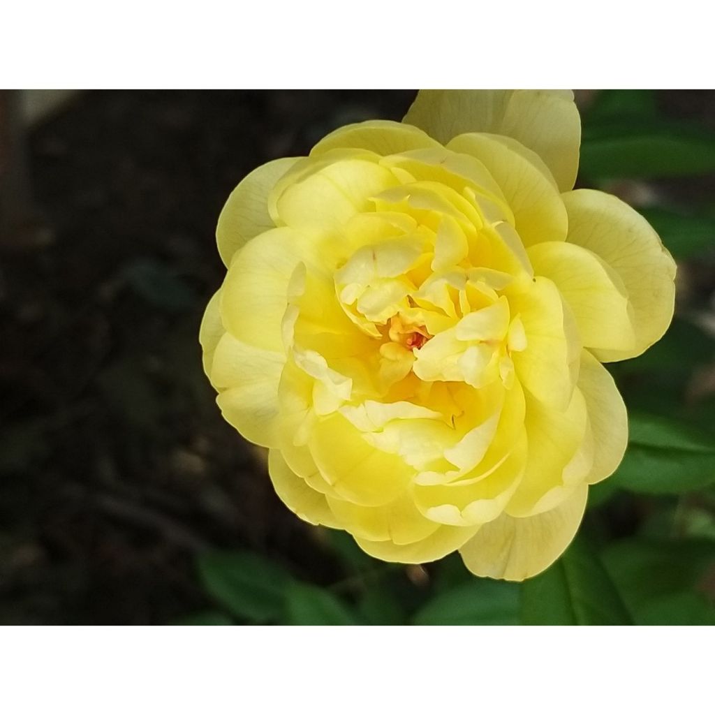 Rosa Vanessa Bell - David Austinroos