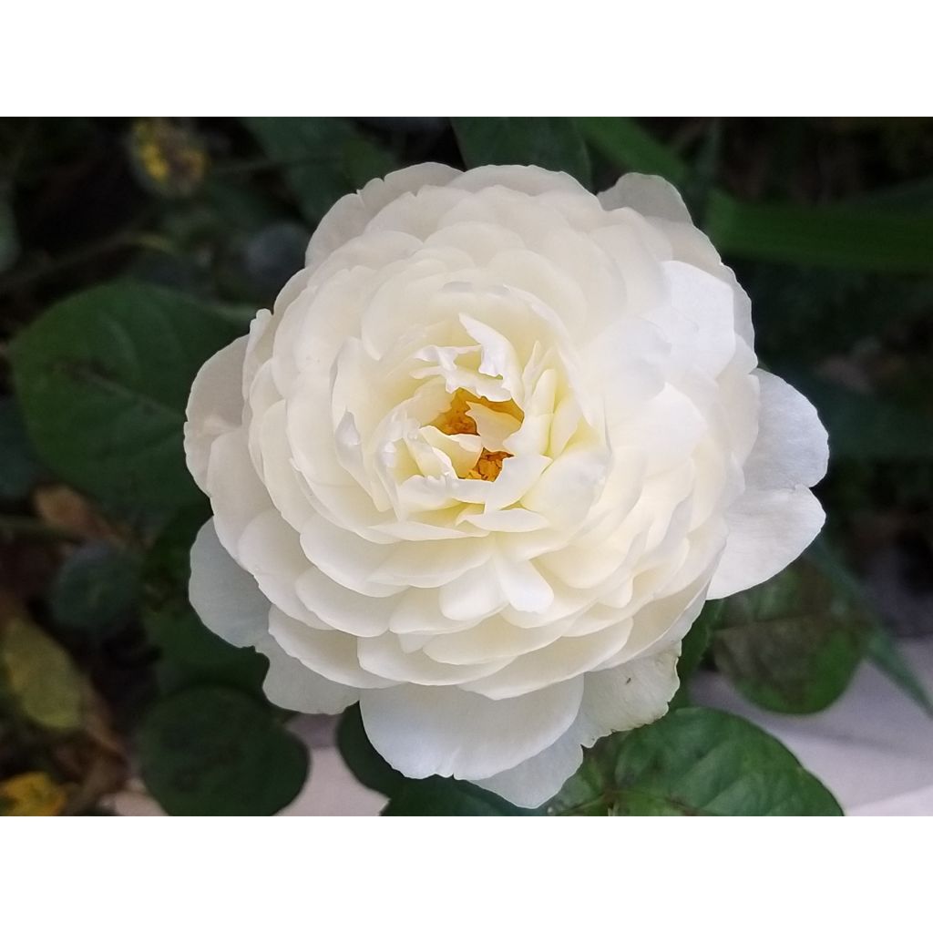 Rosa William and Catherine - David Austinroos