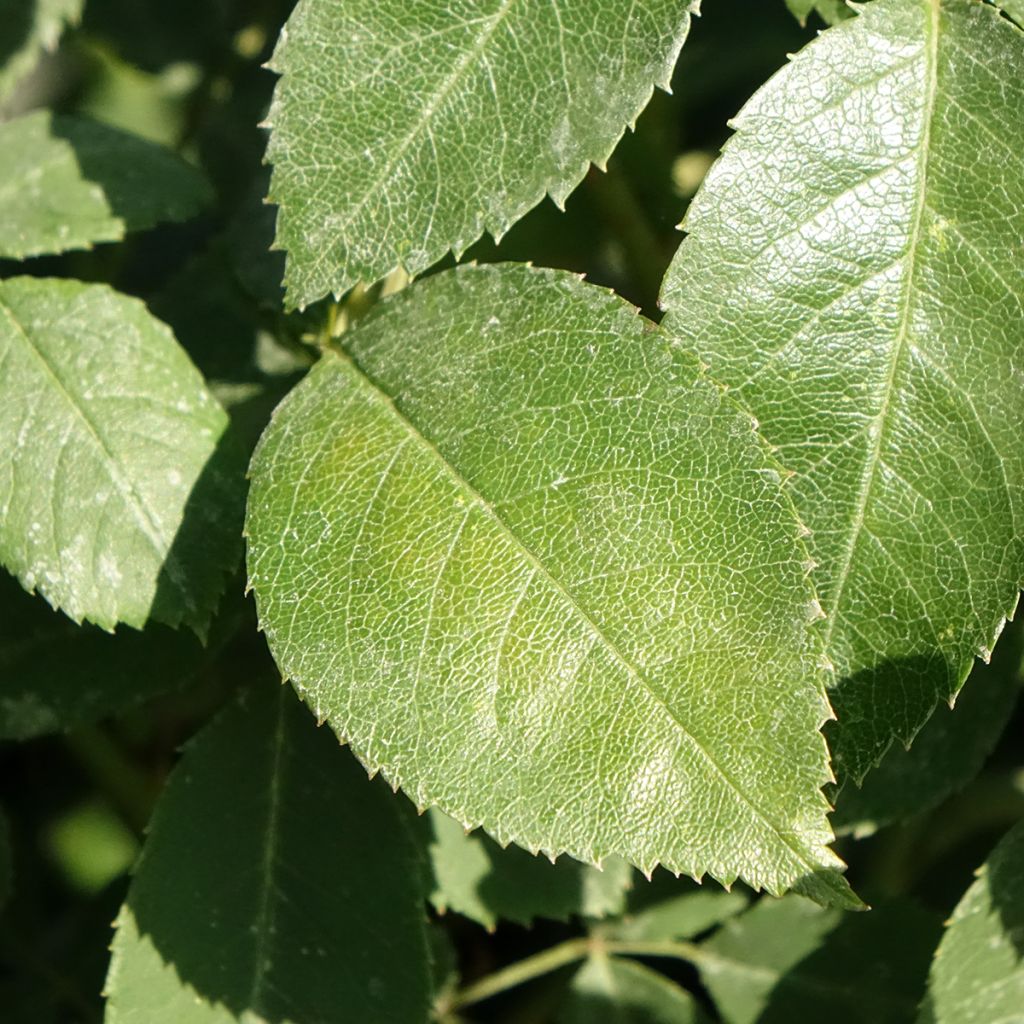 Rosa Wisley 2008 - David Austinroos