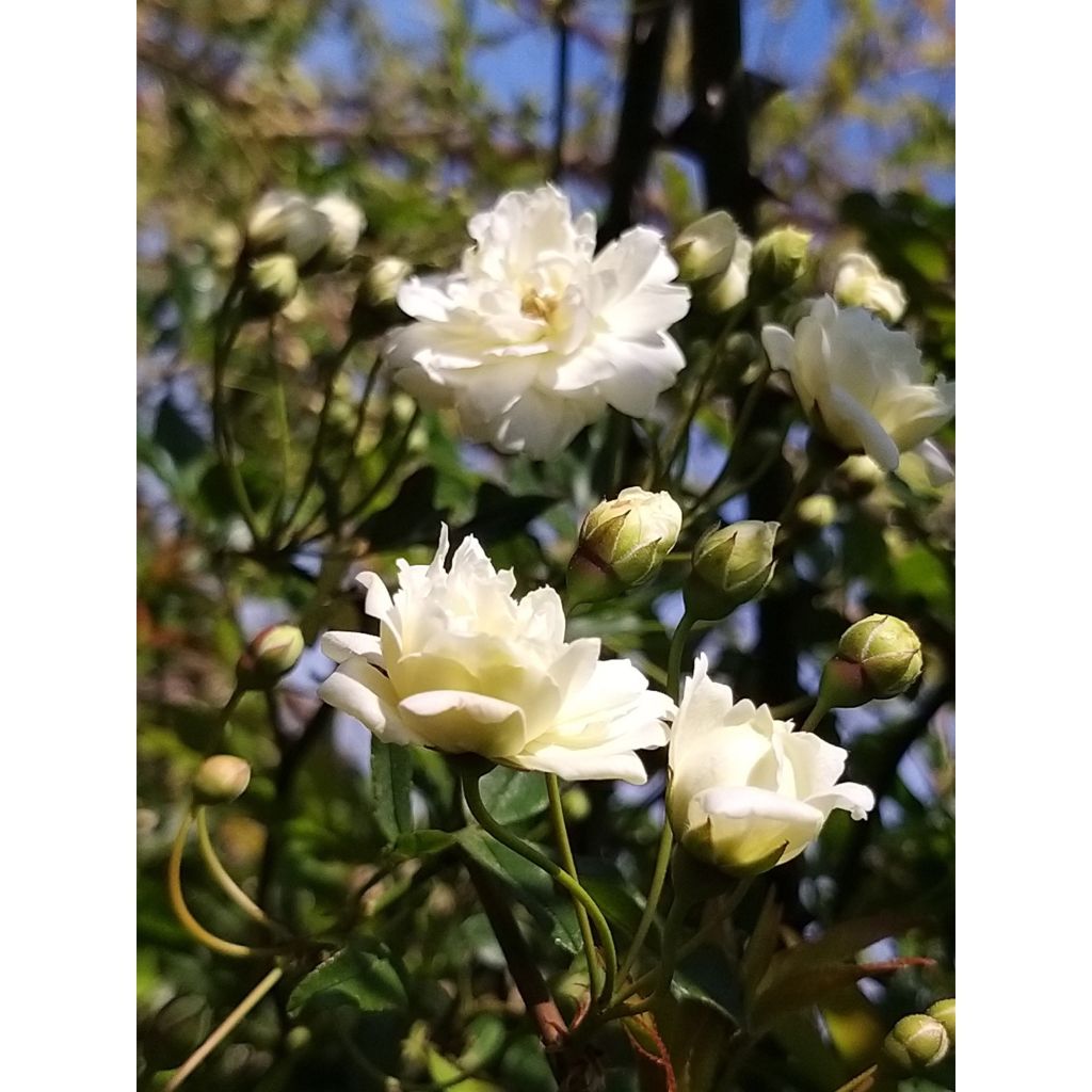Rosa banksiae Alba Plena - Banksia roos