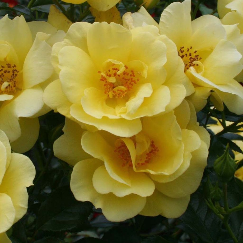 Rosa Flower Carpet Gold - Polyantharoos