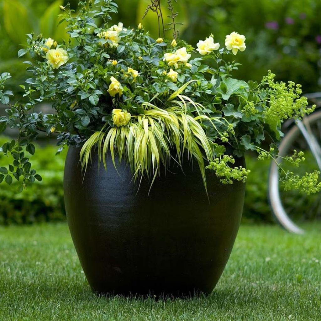 Rosa Flower Carpet Gold - Polyantharoos