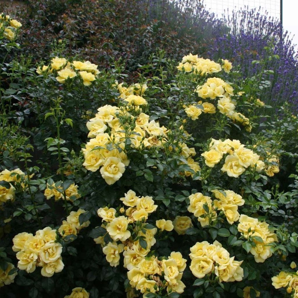 Rosa Flower Carpet Gold - Polyantharoos