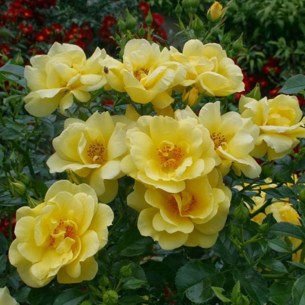 Rosa Flower Carpet Gold - Polyantharoos