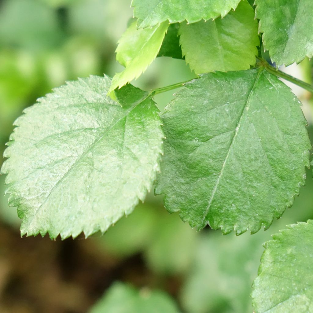 Rosa Heidetraum - Polyantharoos