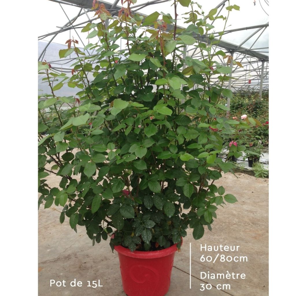 Rosa Edith Piaf - Grootbloemige roos