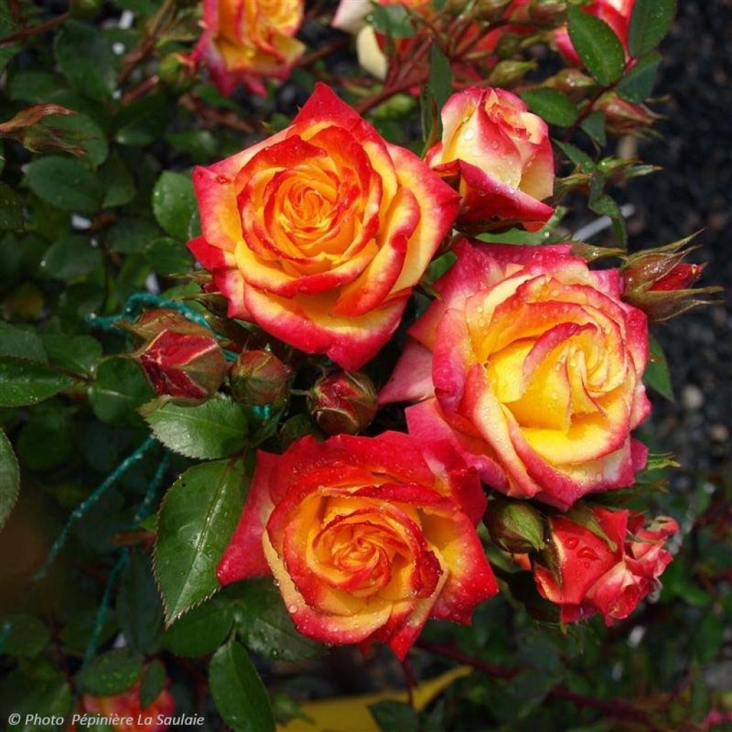 Rosa Oso Easy En Fuego - Trosroos