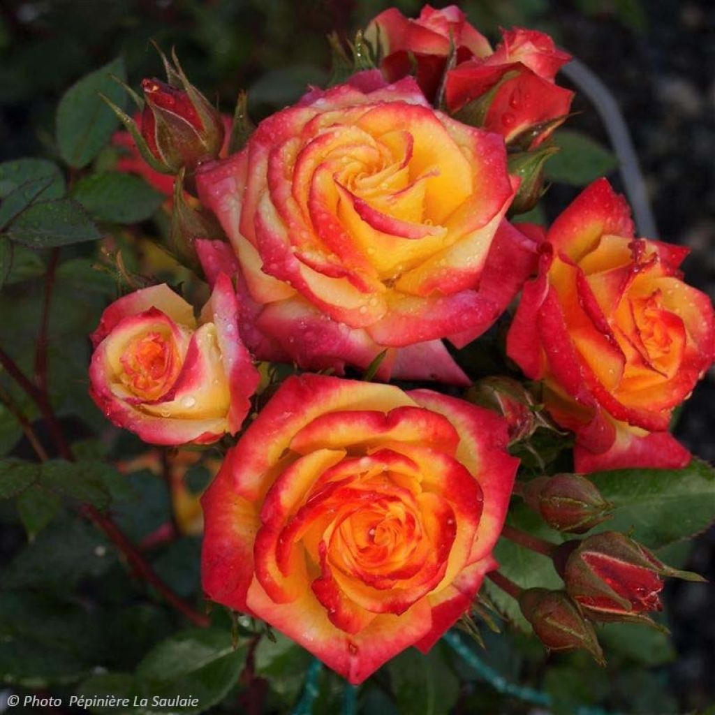 Rosa Oso Easy En Fuego - Trosroos