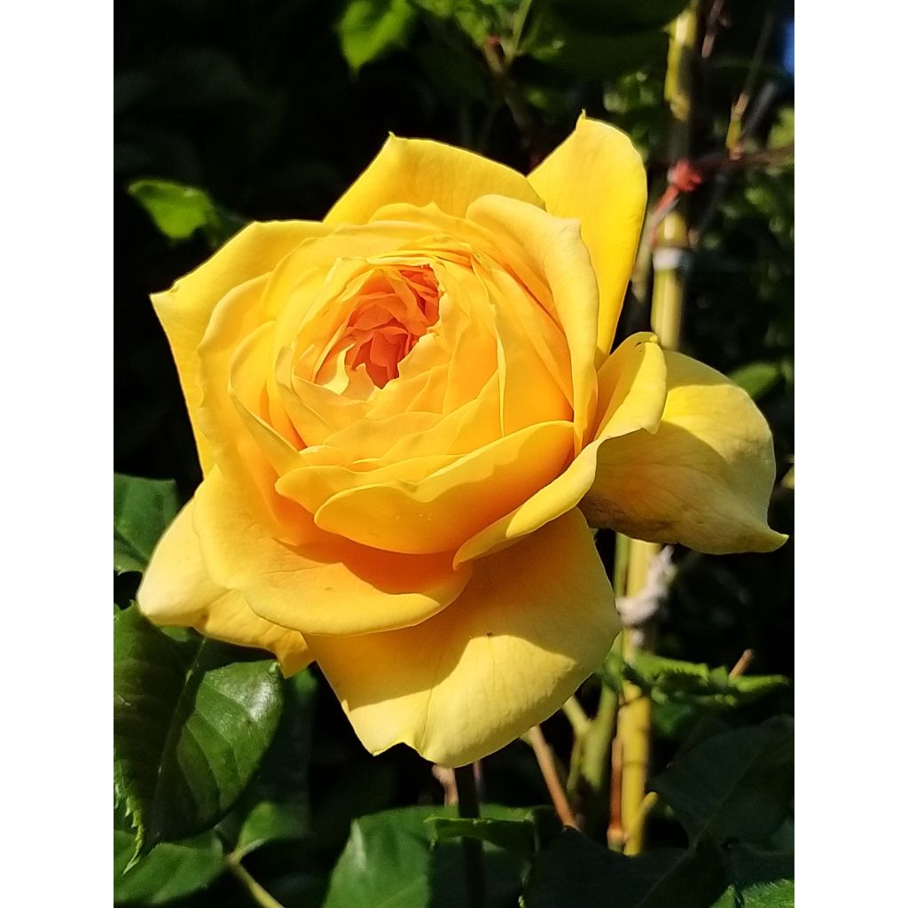 Rosa Generosa® Golden Zest - Struikroos