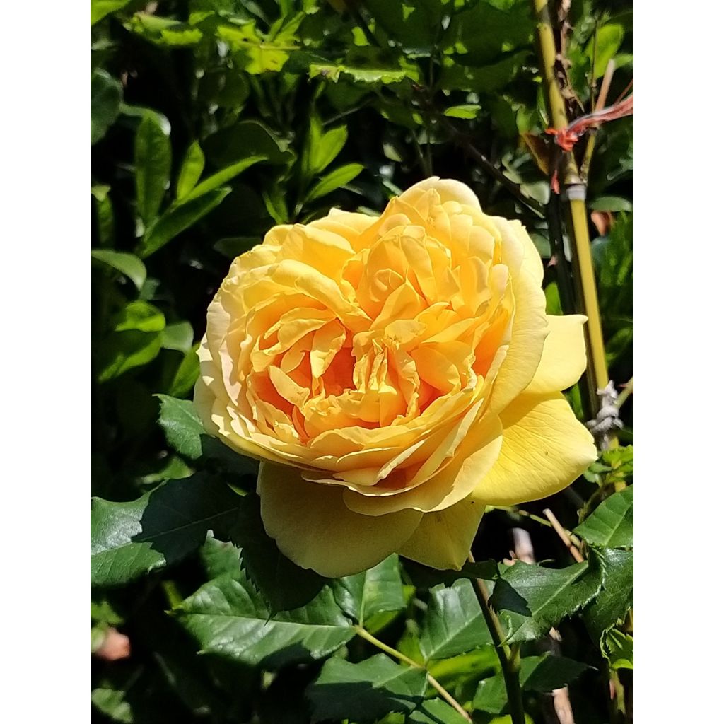 Rosa Generosa® Golden Zest - Struikroos