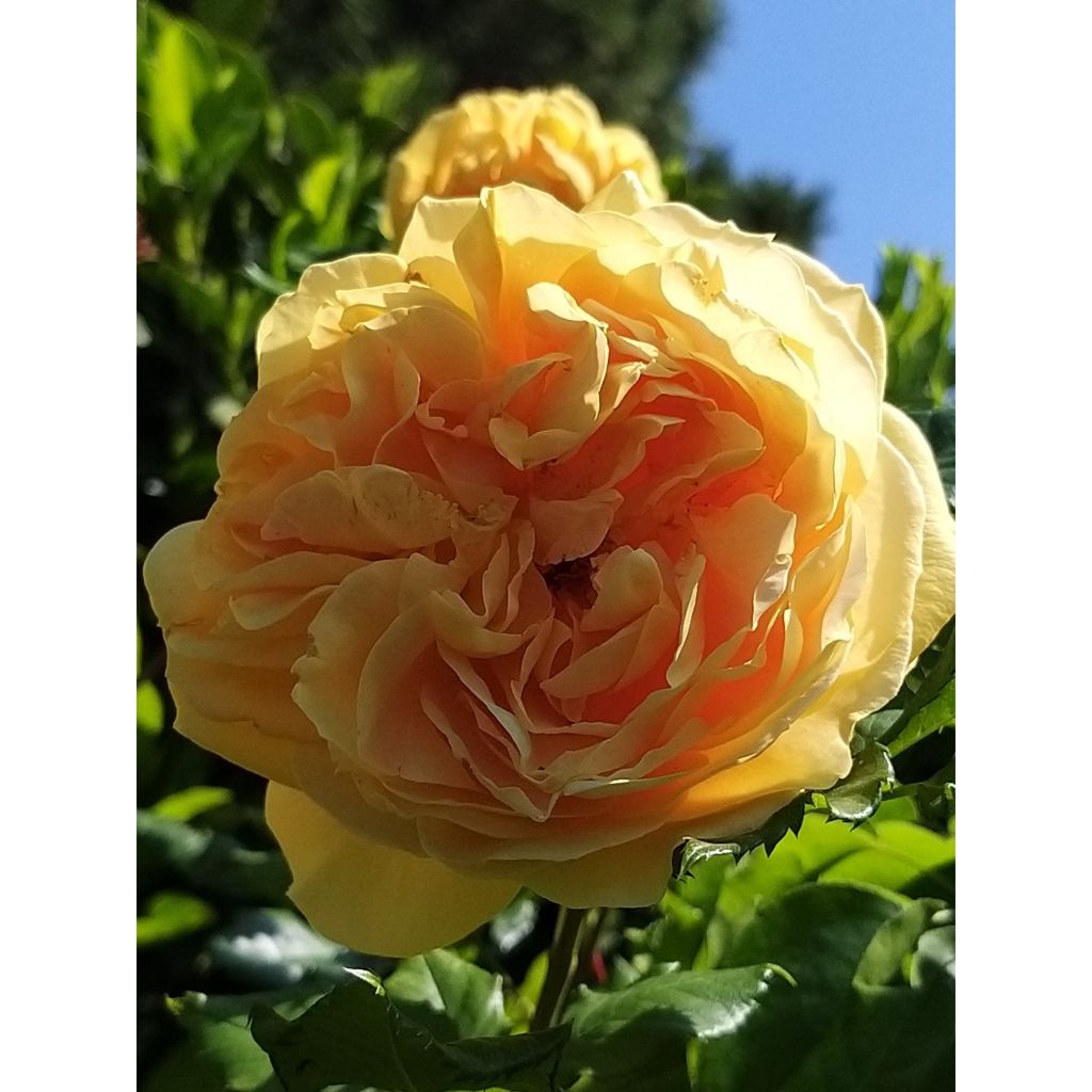 Rosa Generosa® Golden Zest - Struikroos