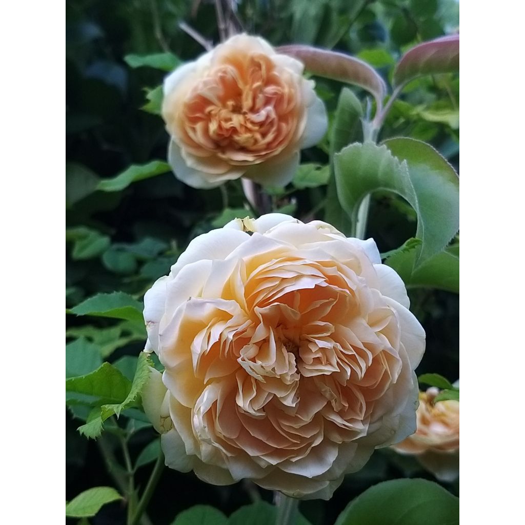 Rosa Generosa® Golden Zest - Struikroos