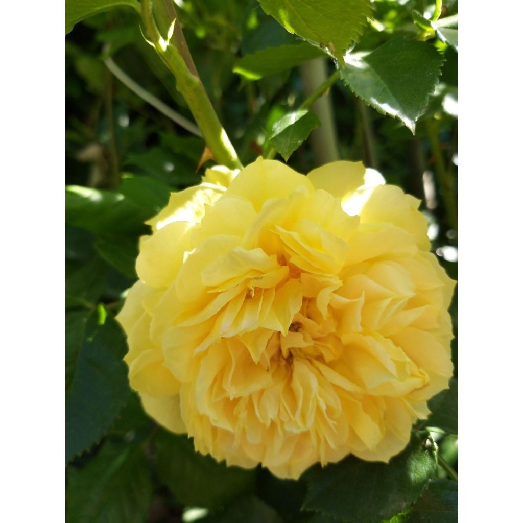 Rosa Generosa® Golden Zest - Struikroos