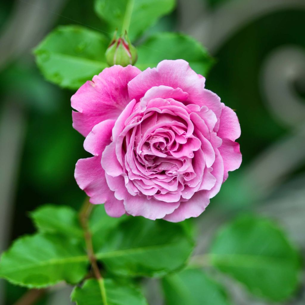 Rosa Generosa® Agnes Schilliger - Struikroos