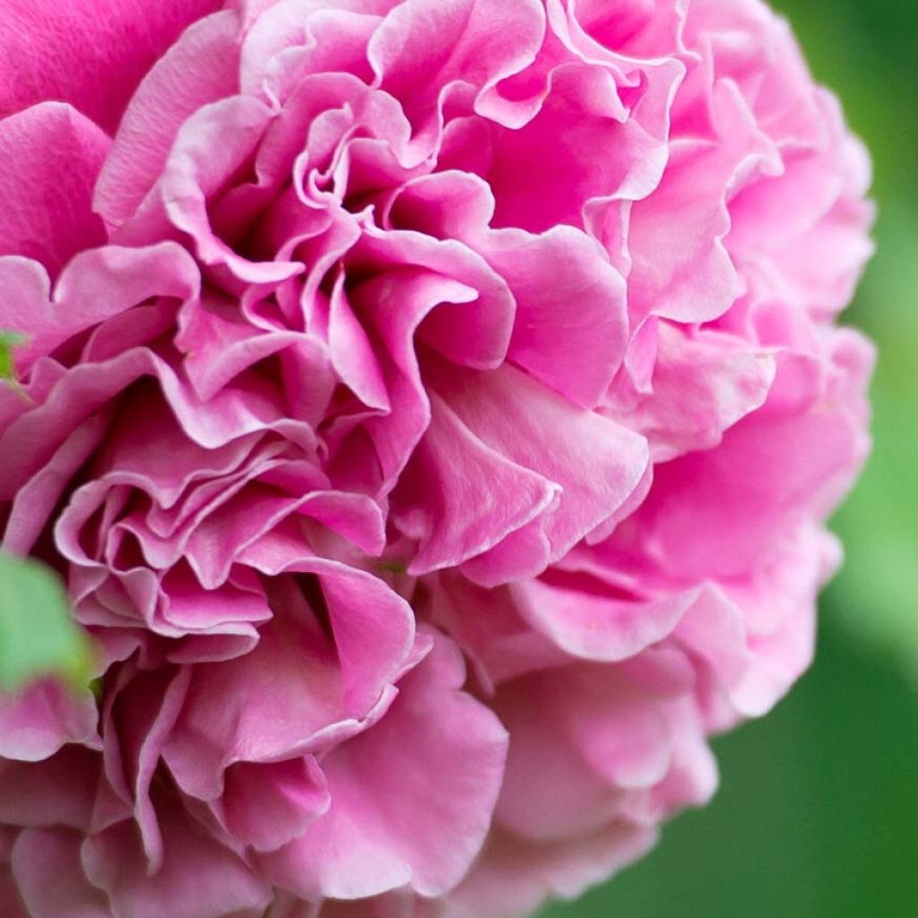 Rosa Generosa® Agnes Schilliger - Struikroos