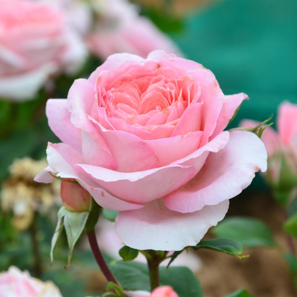 Rosa Generosa® Anne-Sophie Pic - Struikroos