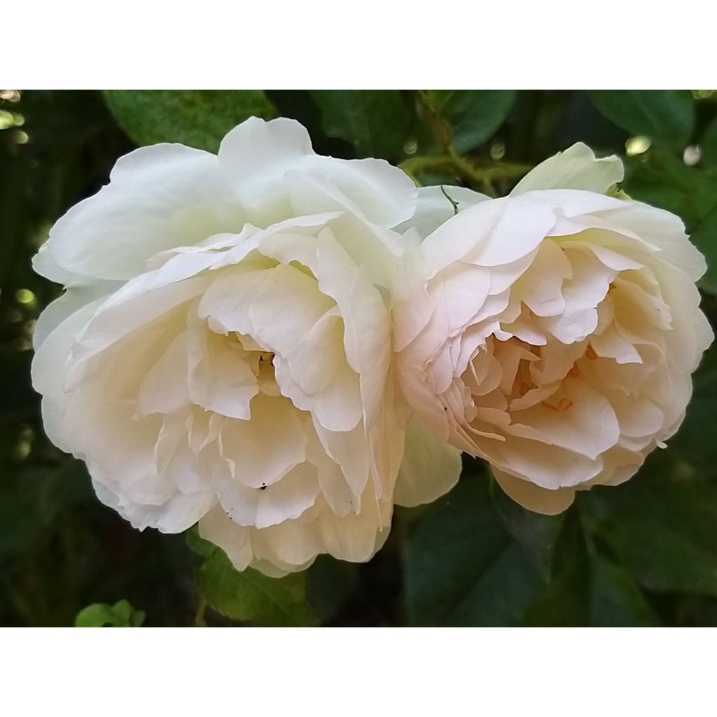 Rosa Generosa® Chantal Thomass - Struikroos