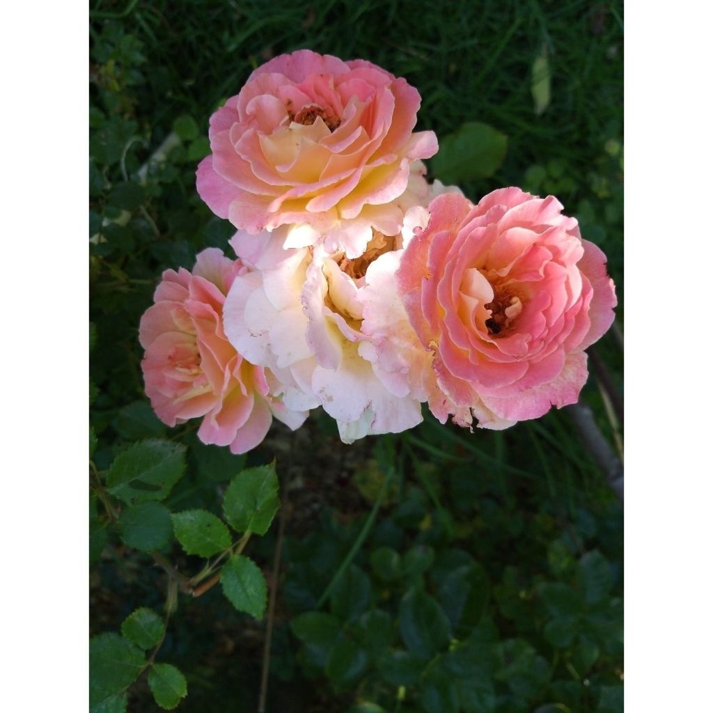 Rosa Generosa® Fiona Gelin - Struikroos