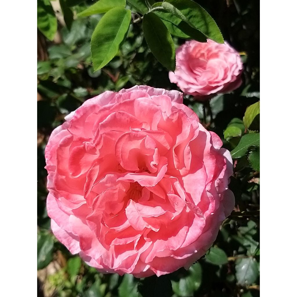 Rosa Generosa® Laurent Cabrol - Struikroos