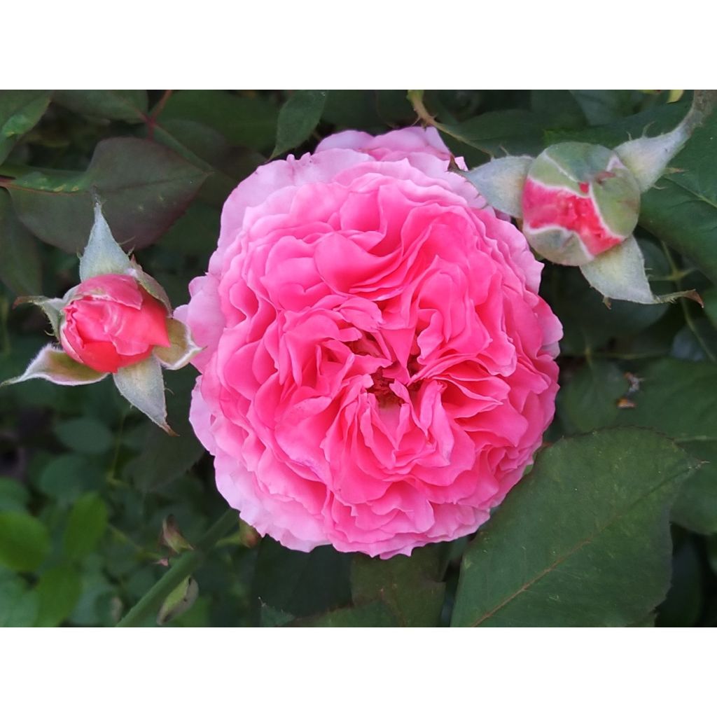 Rosa Generosa® Laurent Cabrol - Struikroos