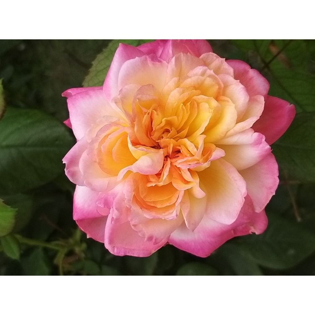 Rosa Generosa® Laurent Voulzy - Struikroos
