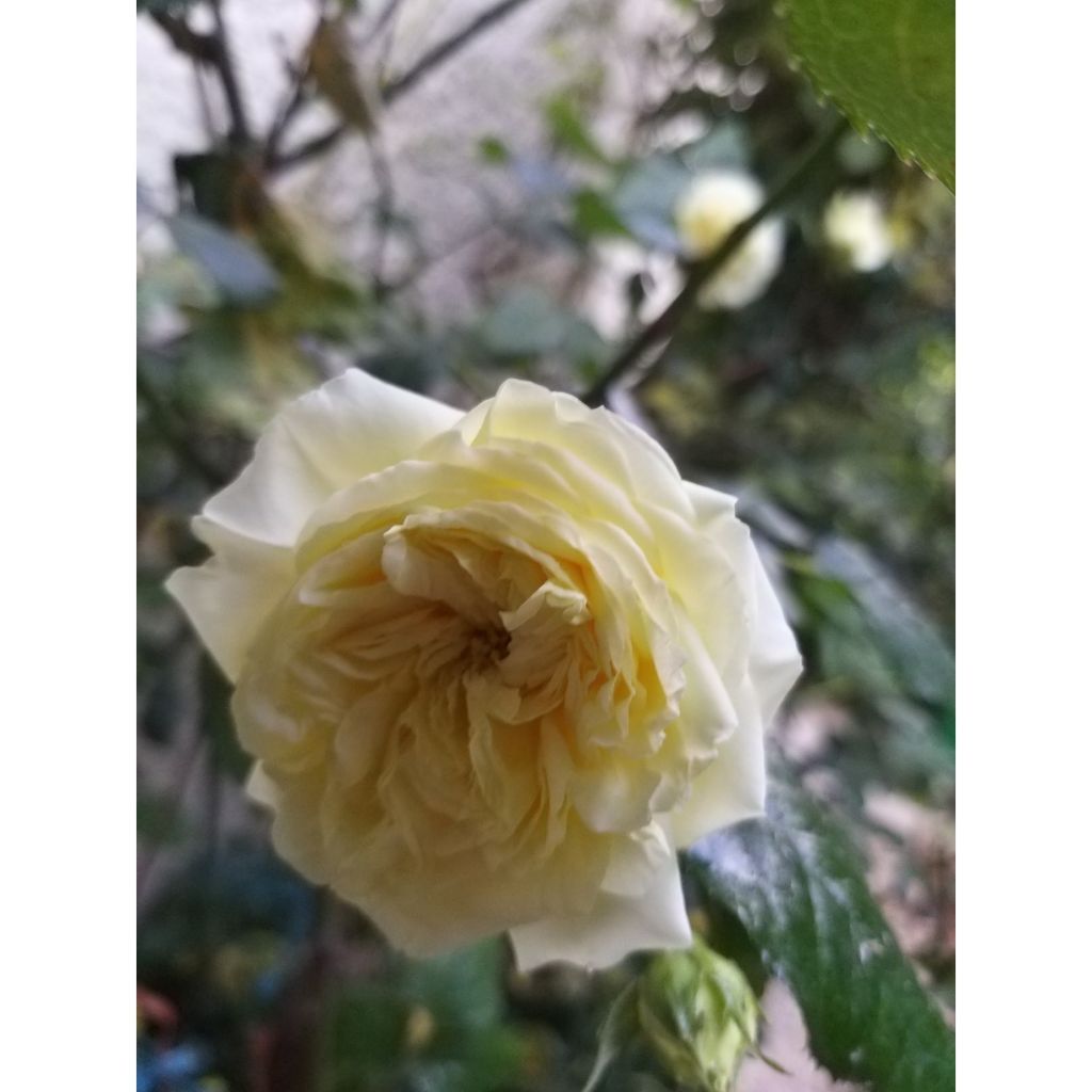 Rosa Generosa® Nelson Monfort  - Struikroos